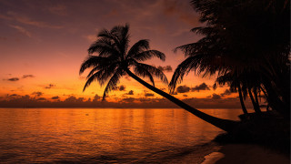 Palm tree water sunset beach - palm tree free wallpaper
