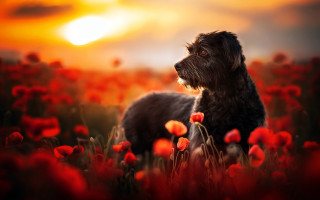 Dog red flowers sunset embers - sunset free wallpaper