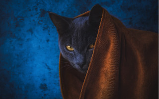 Cat peeking blanket blue background - a blue wall behind free wallpaper
