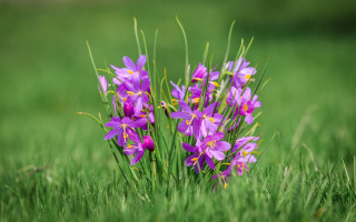 Purple flower field green background - a grassy field free wallpaper