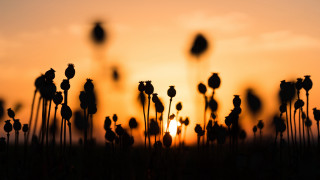 Flower field sunset birds serial - a few bird free wallpaper