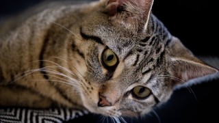 Cat black surface white stripe - a black surface free wallpaper