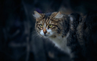 Cat green eyes black background 2 - a black background and a blurry background behind free wallpaper