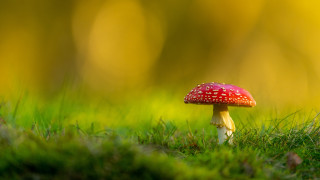 Red mushroom green field leaves - a lush green field of grass free wallpaper