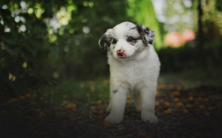 Puppy forest sad tiltshift blurry - the middle of a forest free wallpaper