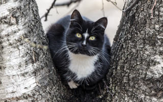 Black white cat surprised tree 2 - cat free wallpaper