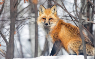 Fox snowy forest branch bare - bourgeoi free wallpaper