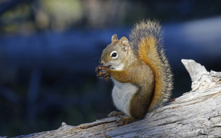 Squirrel eating tree branch sunlight - a squirrel free wallpaper