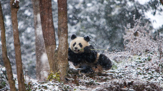 Panda snowy forest christmas night - bian jingzhao free wallpaper