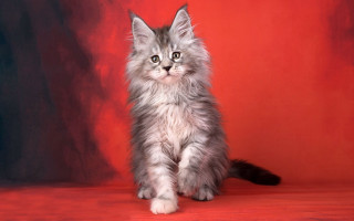 Fluffy cat red surface black - a red surface free wallpaper