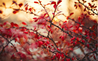 Red leaves sunset blood branch - the background and a sun free wallpaper