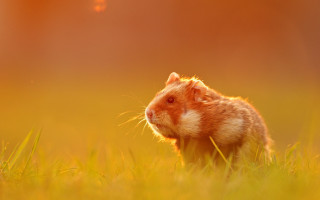 Rodent grassy field impressionist autumn - a small rodent free wallpaper