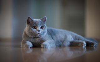 Gray cat laying sad eye - boleslaw cybi free wallpaper
