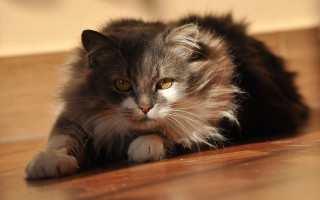 Serious cat yellow eyes jigsaw - serious free wallpaper