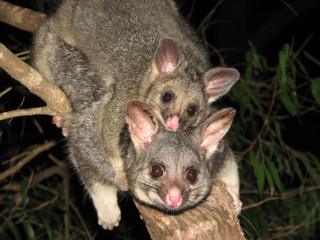 Small animals tree branch night - top of a tree branch free wallpaper