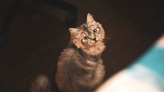 Cat surprised wooden floor alice - a wooden floor free wallpaper