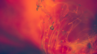 Red yellow blue green yellow - background free wallpaper for desktop