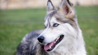 Dog blue eyes shiba inu - his face free wallpaper