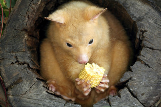 Small animal eating food tree - a piece of food free wallpaper