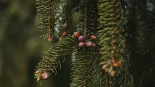 Pine tree cones needles blurry - elinor proby adams free wallpaper