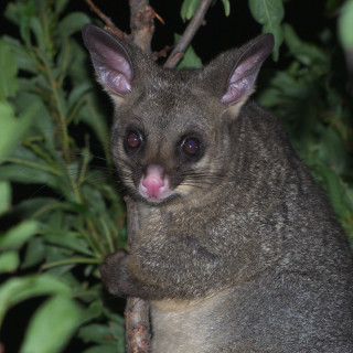 Small animal pink nose bushy - australian tonalism free wallpaper