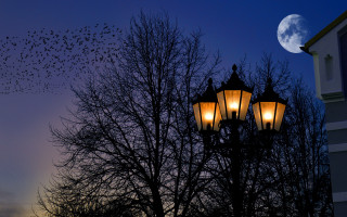 Birds streetlight fullmoon gothic night - a flock of birds free wallpaper