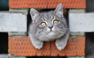 Surprised cat peeking brick wall - stuckism free wallpaper