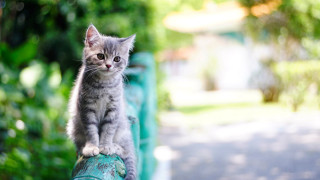 Kitten greenfence park bokeh christmas - a small kitten free wallpaper