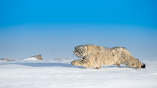 Furry animal snowy field beach - the distance free wallpaper for desktop