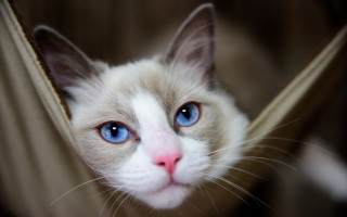 White cat blue eyes window 2 - a white cat free wallpaper