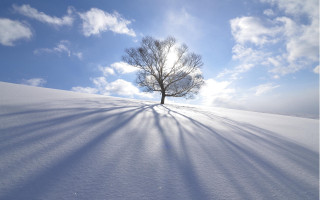 Lone tree shadow snowy hill - a lone tree free wallpaper