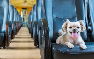 Small dog train seat award - its tongue free wallpaper