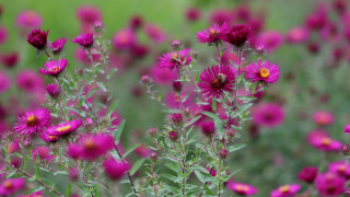 Purple flower field bokeh macro 3 - betye saar free wallpaper
