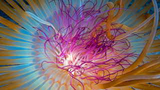 Flower blue background yellow petals - the petal free wallpaper