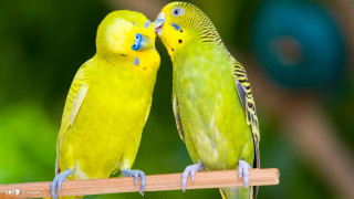 Two yellow parakeets kissing on - bálint kiss free wallpaper for desktop