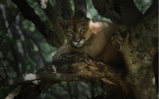 Mountain lion resting tree branch - a mountain lion free wallpaper