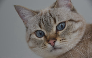 Sad blue eyed cat stock - eye free wallpaper