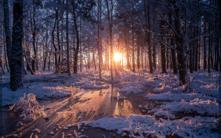 Sunset snowy forest puddle night - a puddle of water free wallpaper
