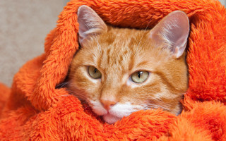 Cat blanket sad eyes autumn - neoplasticism free wallpaper