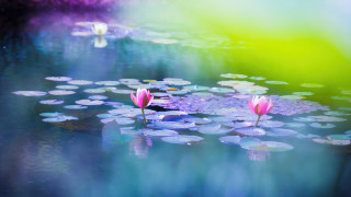 Pond water lilies mystical impressionist - impressionist free wallpaper