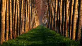 Forest row grass nature girls - a row of trees free wallpaper