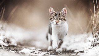 Cat walking snow field tall - tall grass free wallpaper