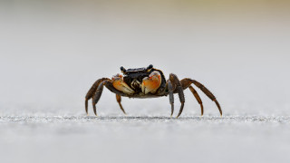 Crab large orange legs white - a crab free wallpaper