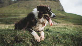 Dog grass mountain bush nature - its tongue free wallpaper