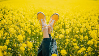 Field yellow flower summer joy - yellow flower free wallpaper