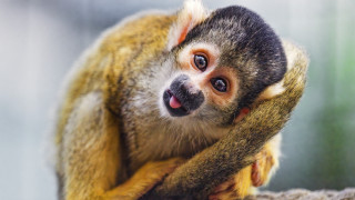 Monkey smiling on branch animal - alex petruk ape free wallpaper
