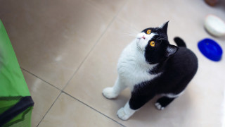 Black and white cat standing - yellow eye free wallpaper