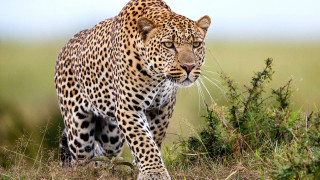 Leopard grassy field bush clouds - a grassy field free wallpaper