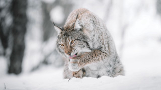Lynx snow woods open mouth - a lynx free wallpaper