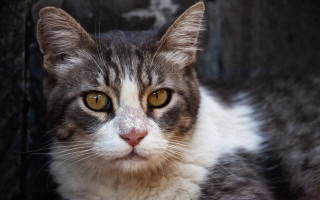 Black cat yellow eyes sad - a sad look free wallpaper